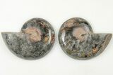 Cut/Polished Ammonite (Phylloceras?) Pair - Unusual Black Color #166019-1